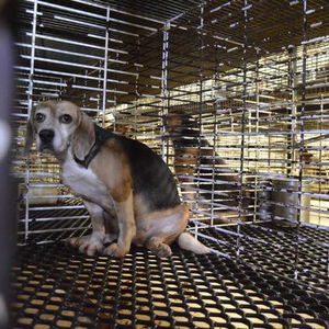 不一样的实验犬 善待宠物食品以“无伤数据验证技术”引领行业变革