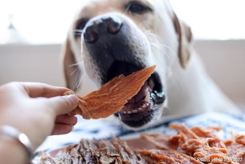 宠物食品烘干机 工作原理与核心优势解析