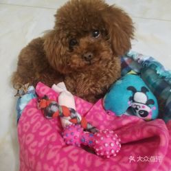 天津北辰区宠物食品用品团购指南 价格、地址、营业时间全解析