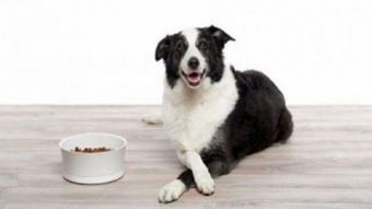 宠物食品行业洞察 联商资讯下的市场趋势与消费新需求